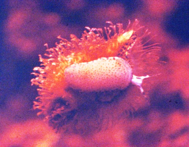 Cymatium parthenopeum